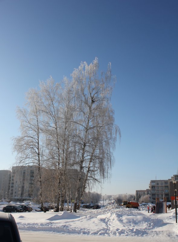 Зимнее кружевье белых берёз-3 - Наталья Золотых-Сибирская