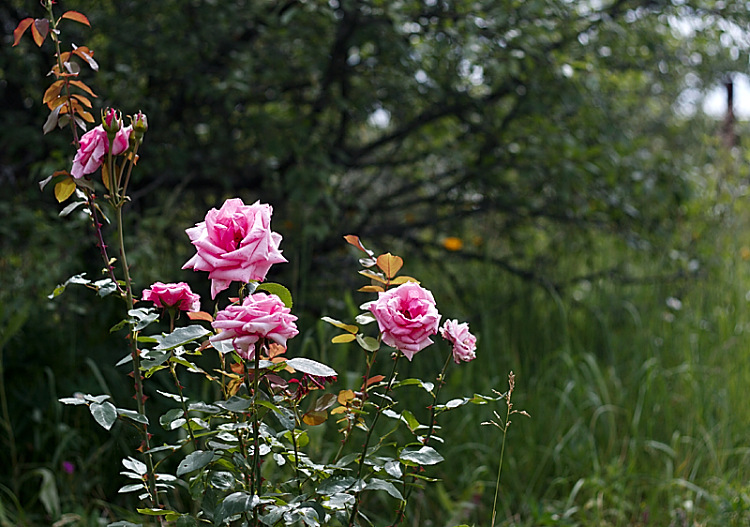 Розы в саду - Ирина Татьяничева