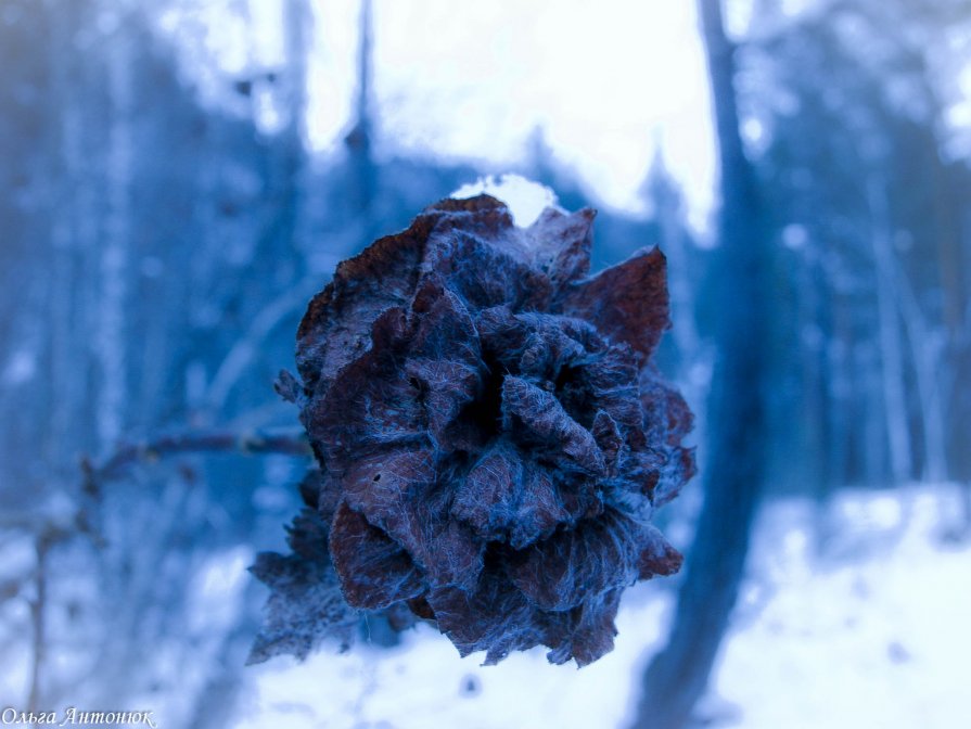 зимняя роза - Ольга Антонюк