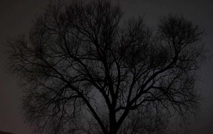 Психоделичное дерево - Дмитрий Николаев