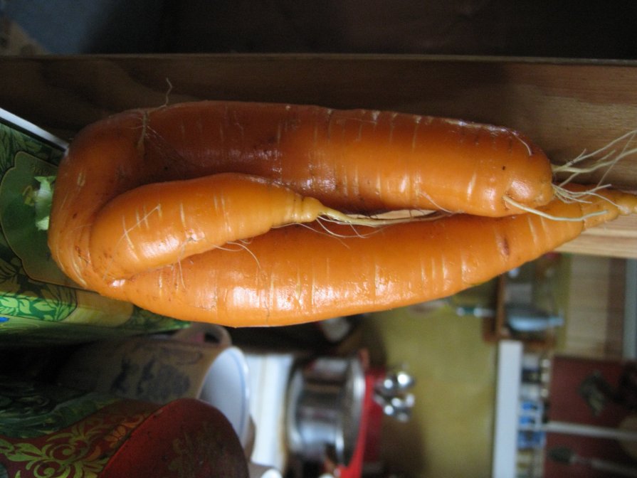 морковка - нина полянская