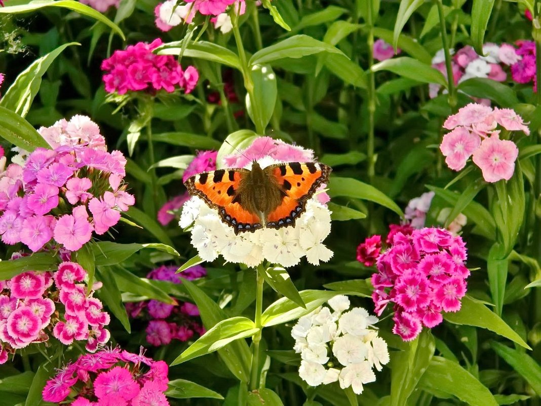 Бабочка в саду - Татьяна Н.