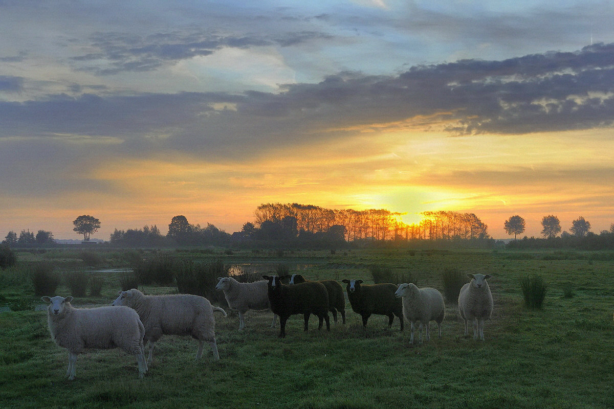 A colorful morning in Stuivekenskerke. - Johny Hemelsoen 