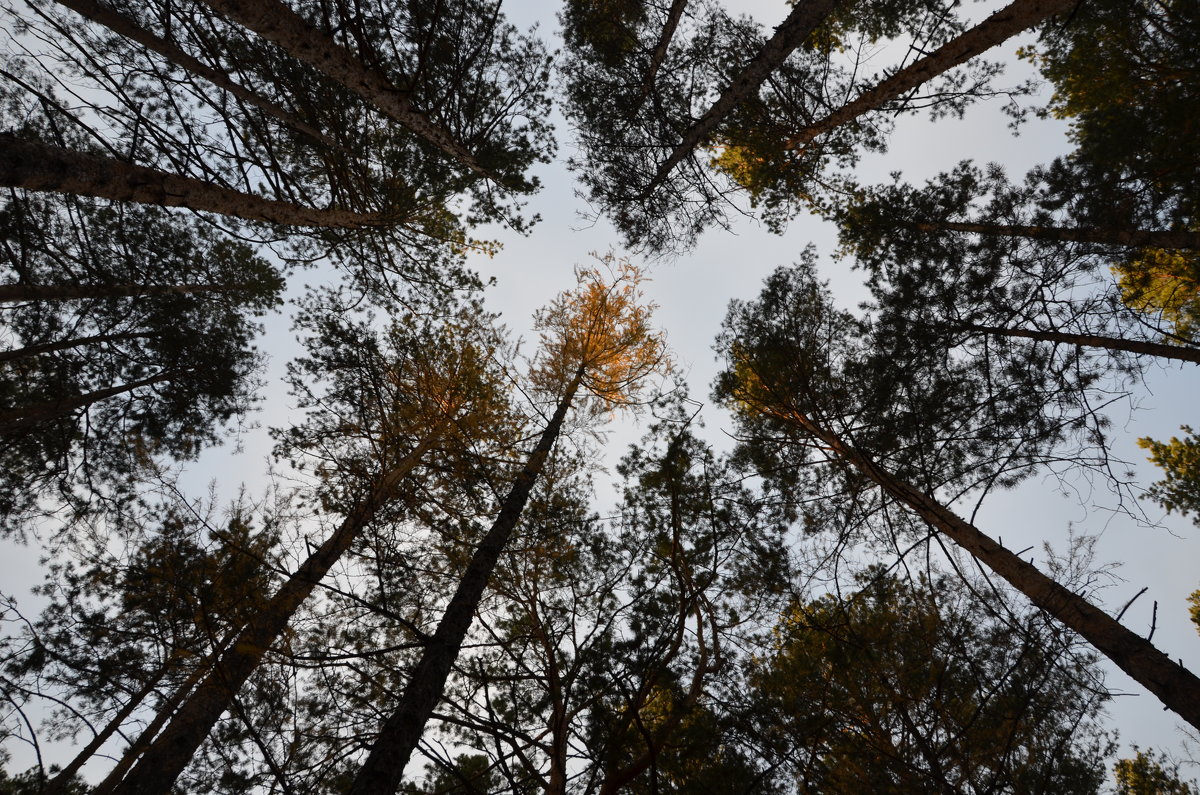 лес, осень 2014 ВБ - Renata Bogatova