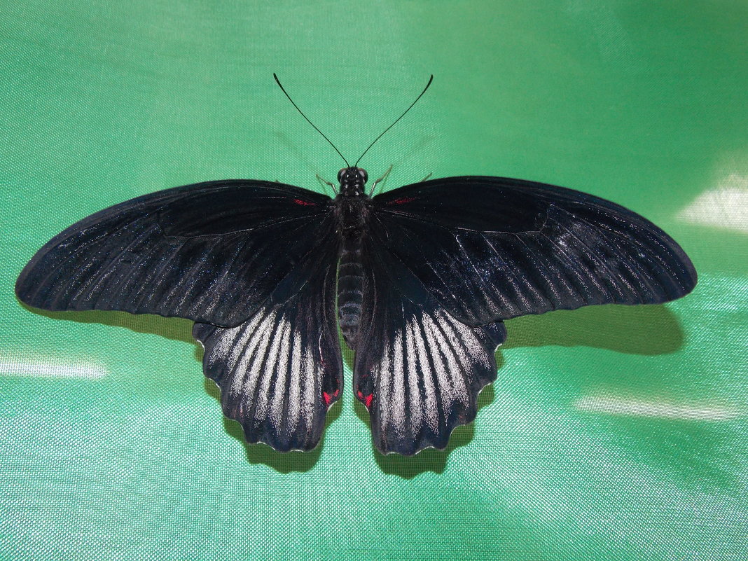 Бабочка - Аня Тёмная
