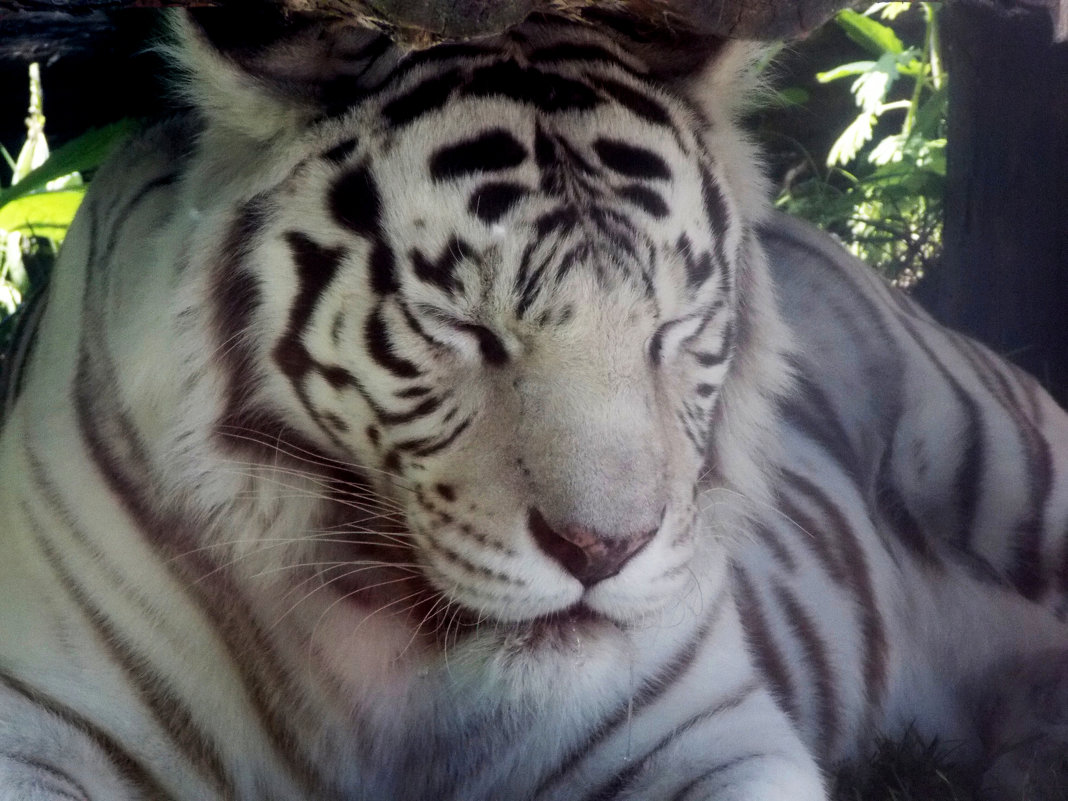Белый тигр - Аня Тёмная