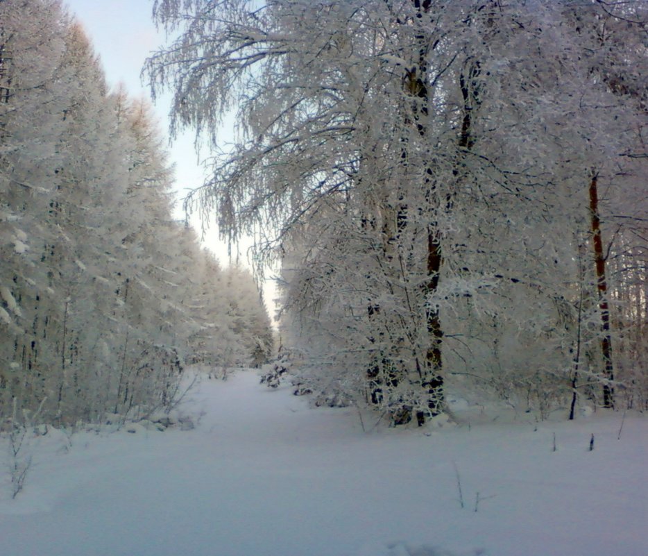 Зимний лес - Татьяна ***