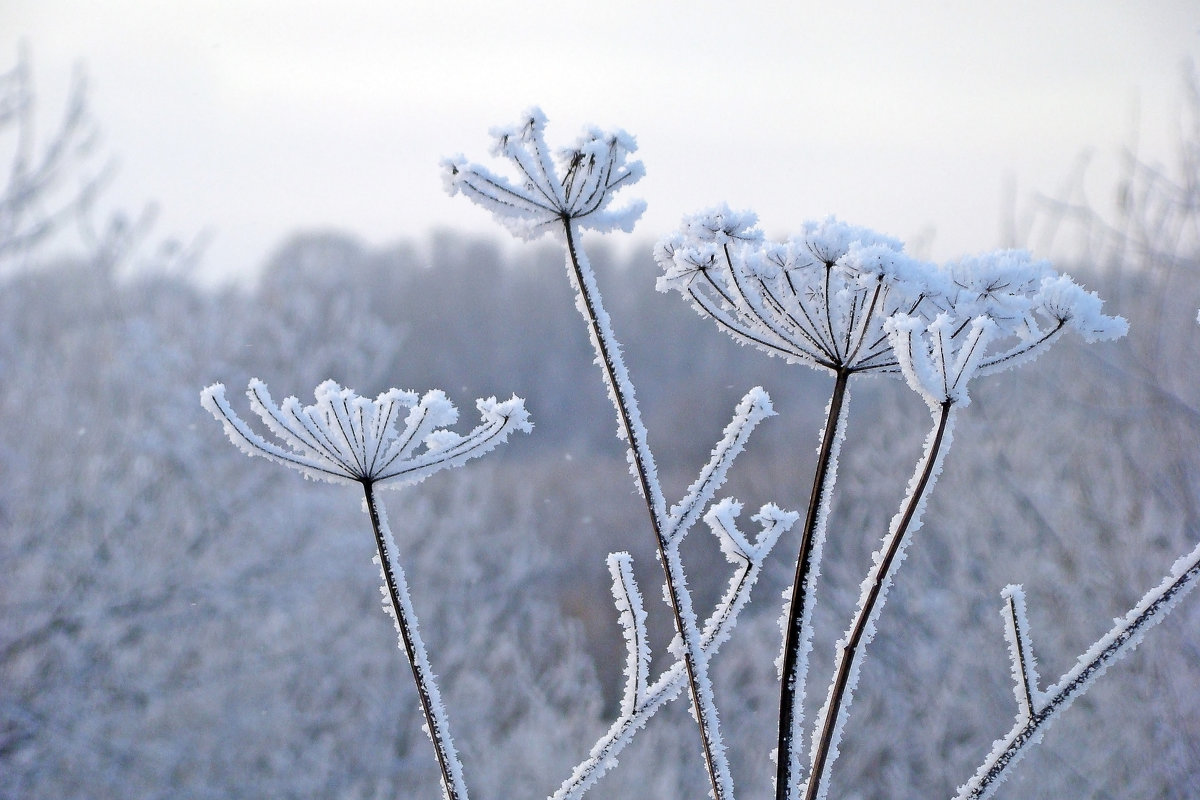 Мороз в январе - Анатолий Смирнов