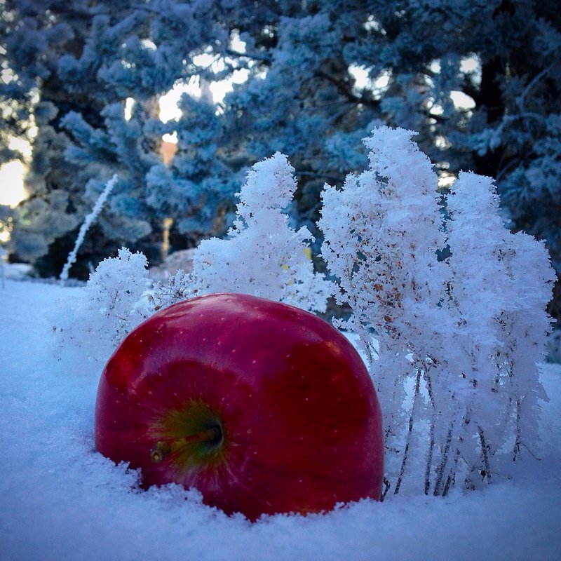 Яблоко на снегу - Мария Корнилова