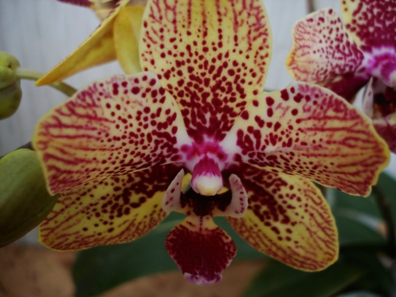 орхидея - Татьяна 