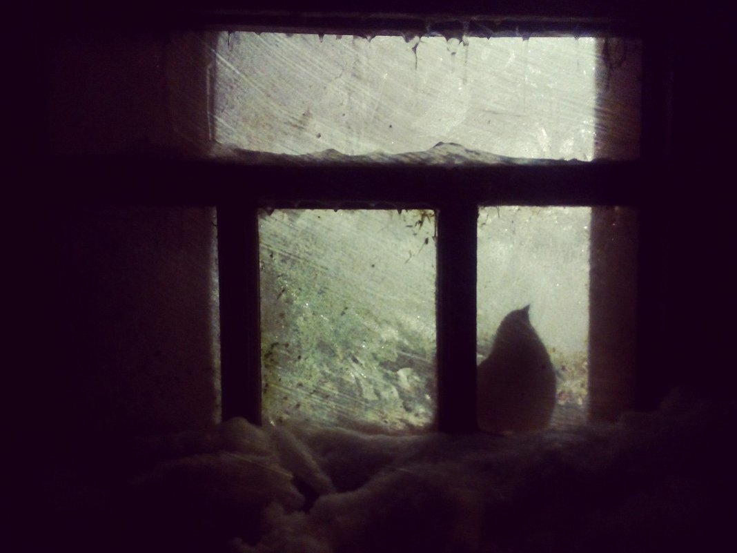 Птица в окне - Диана 