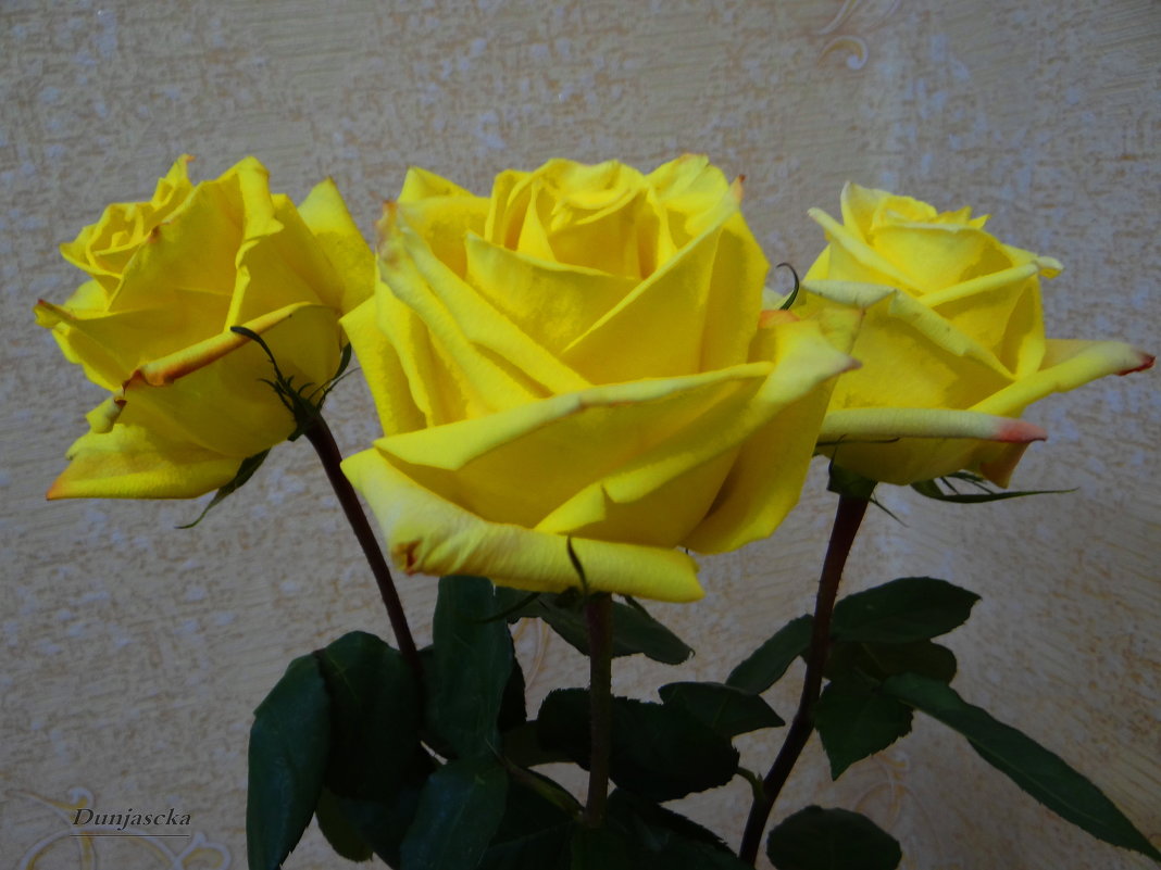 Солнечные розы. - Антонина Гугаева