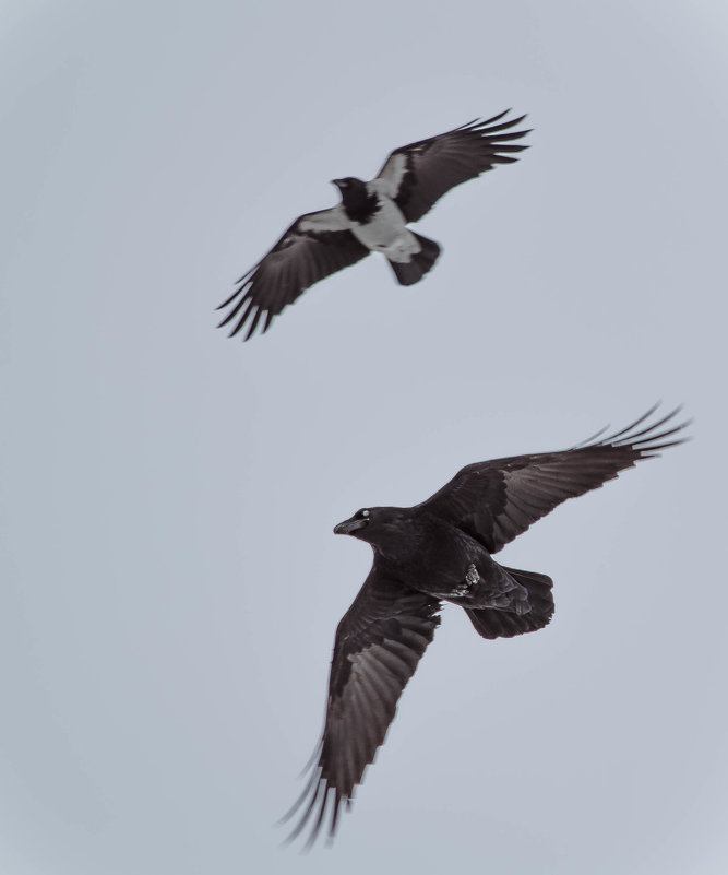 чёрный ворон с сопровождением - Ирина Кулагина