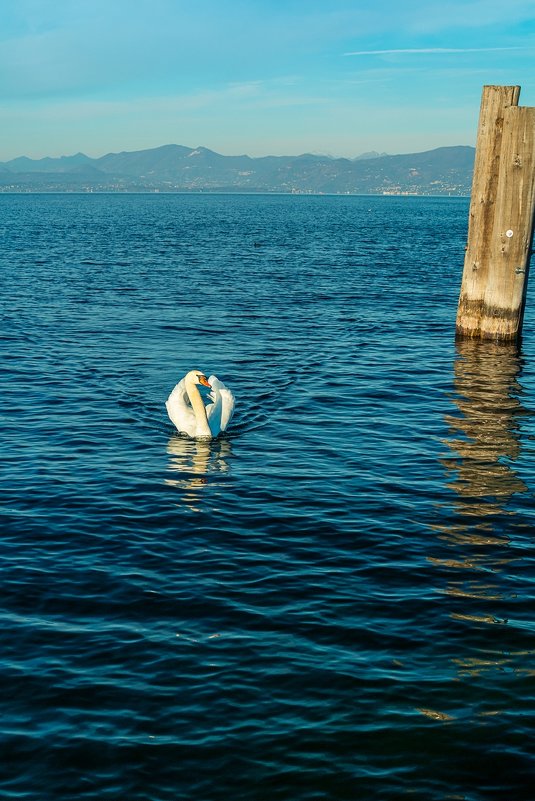 Белый лебедь на пруду - Aнатолий Бурденюк