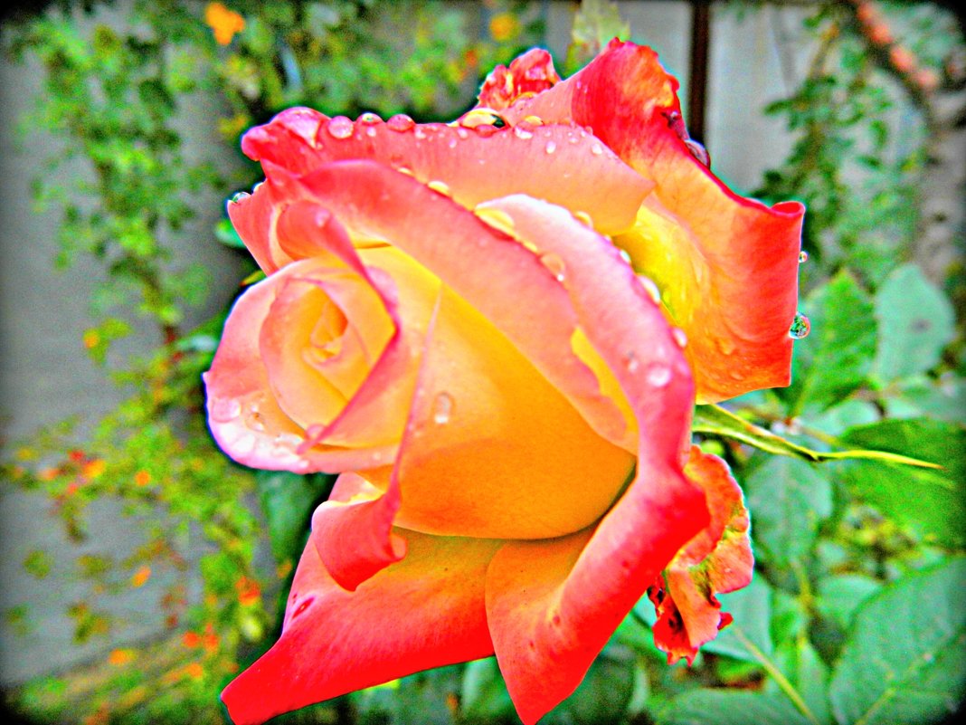 роза под дождем - Александр Корчемный