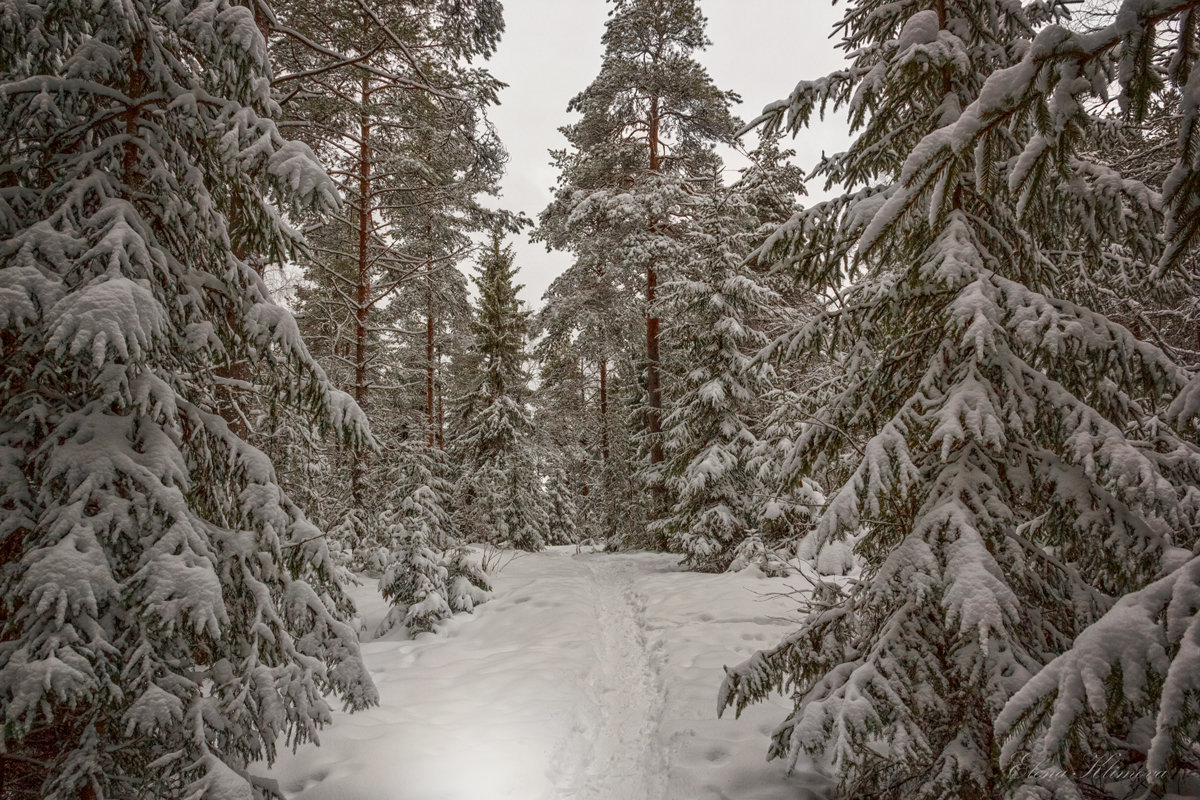 Финская зима. - Elena Klimova