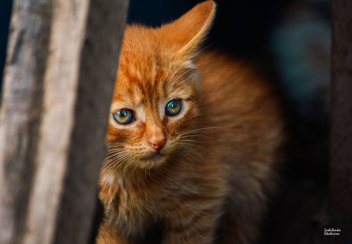 Взрослые глаза маленькой кошки - Екатерина Лещенко