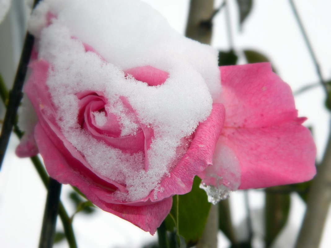 Роза в снегу - Шамиль Аликулиев