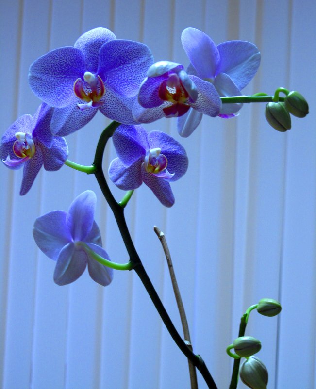 Голубая орхидея - Сергей Карачин
