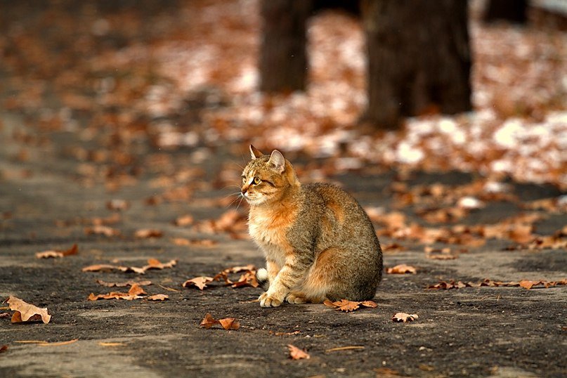 Осенний кот - Дмитрий Ананьев