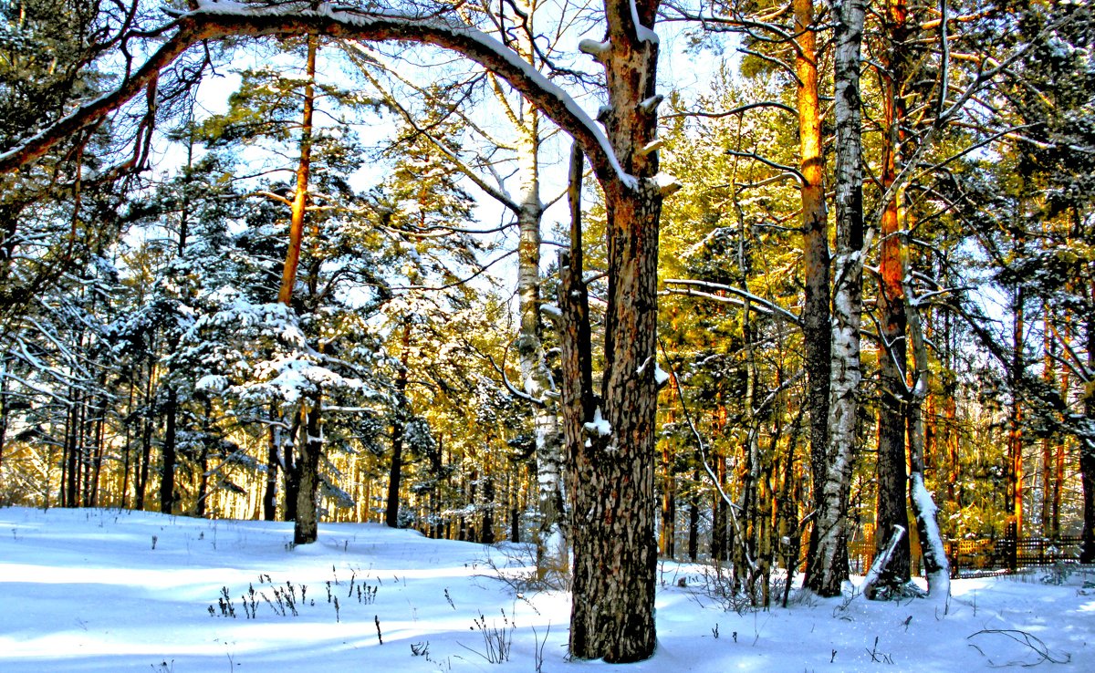 зима в лесу - Краснов  Ю Ф 