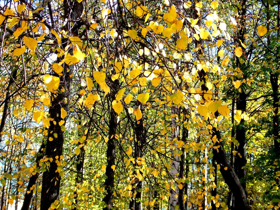 Осенние листья шумят - Фотогруппа Весна