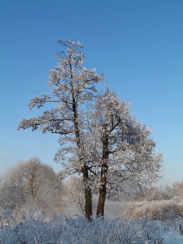 Зима,иней - Ирина 