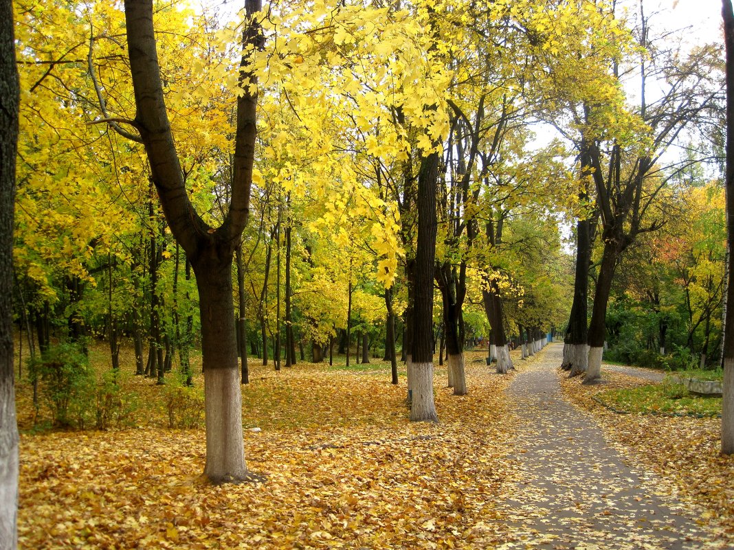 Осенью в парке - Елена Семигина