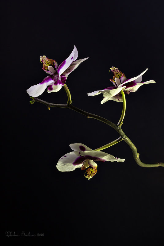 Изящество орхидеи - Светлана Л.