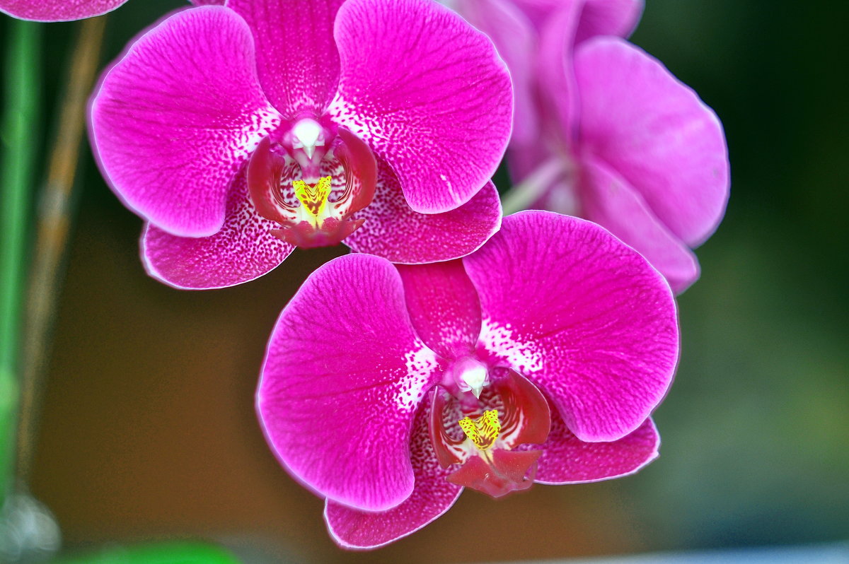 Орхидеи - Vladimir Lisunov