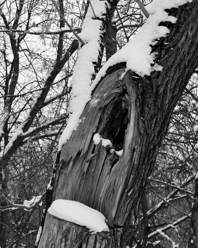 старое дерево - Yulia Sherstyuk