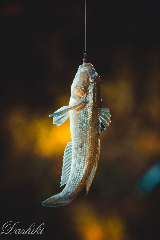 Рыбешка - Dashiki 
