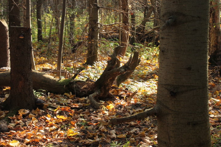 осень в лесу - petyxov петухов