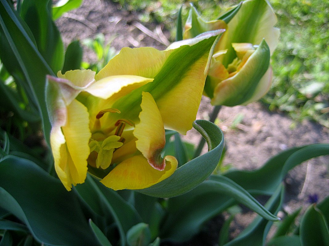 Тюльпаны - laana laadas