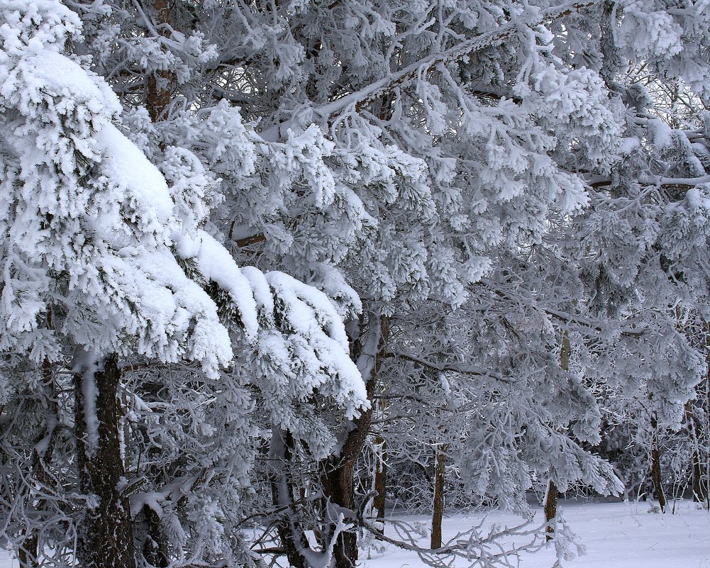 *** - Валерия  Полещикова 