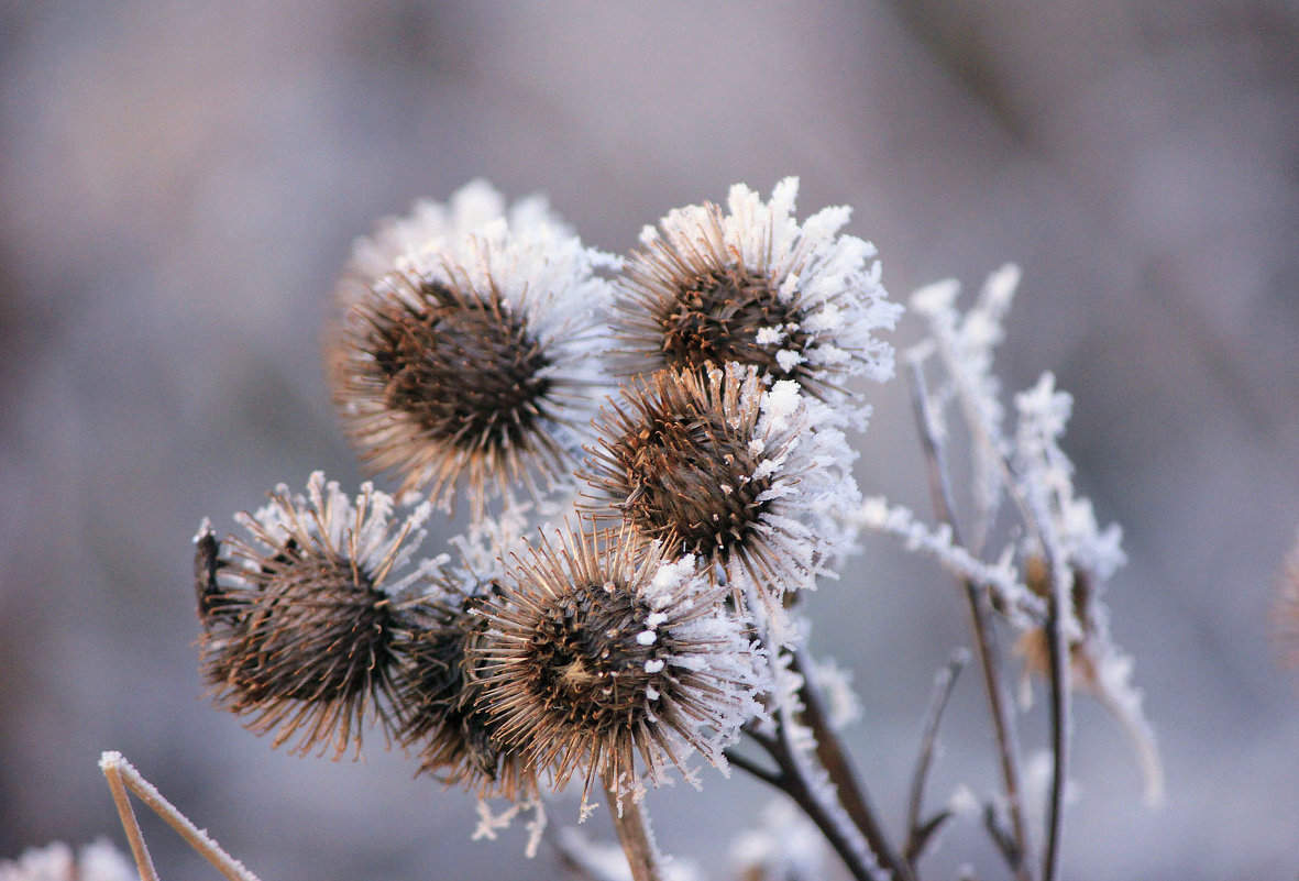 Зимние цветы - Ната Волга