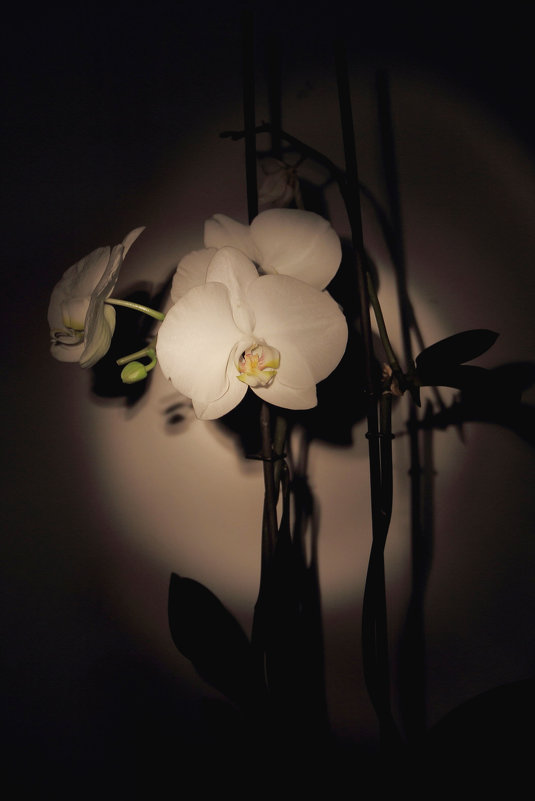 Вечерние орхидеи. - Larisa Gavlovskaya