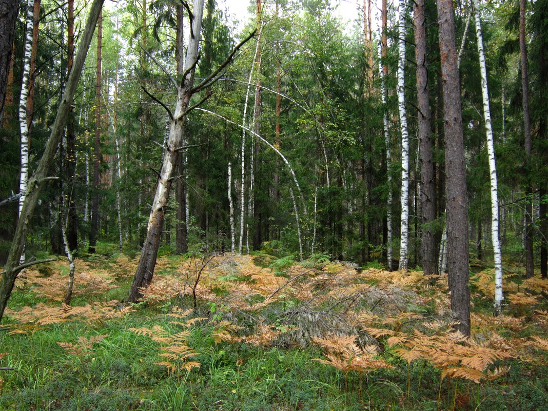 Осенний лес - Андрей Снегерёв