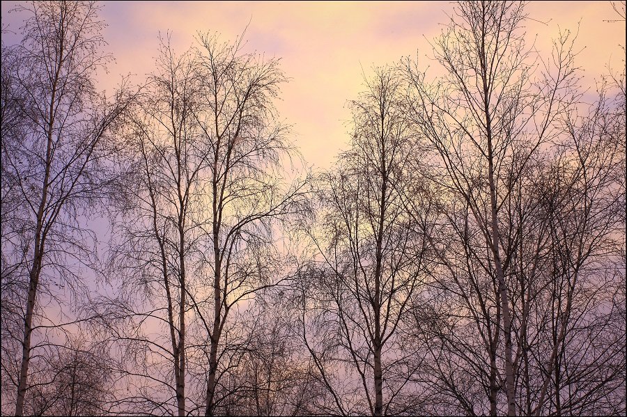 Северные березки зимой - Виктор Коршунов