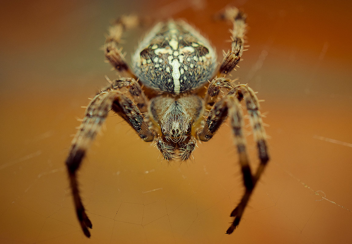 spider - Александр Хохлов