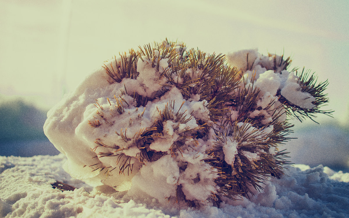 Ежик в снегу - Valerii Ivanov