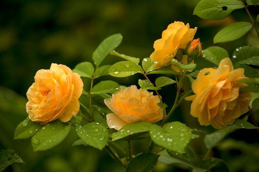 розы желтые - светлана 