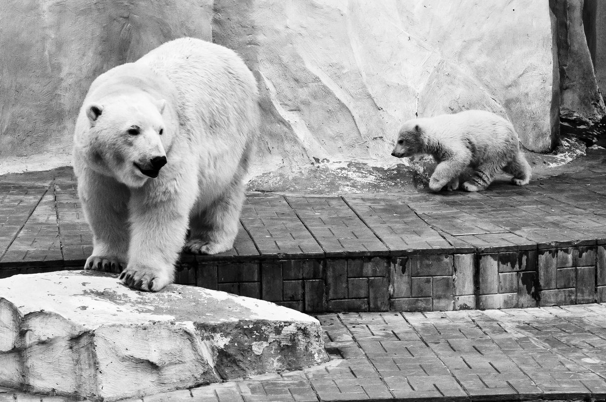 Polar bears - Сергей Nikon