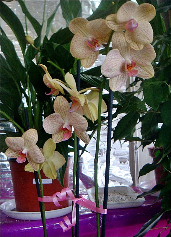 Орхидея на продажу - Нина Корешкова
