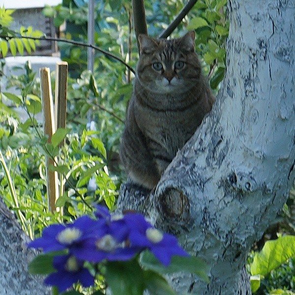 Кошка Мартрёна на яблоне - Юрий А. Денисов