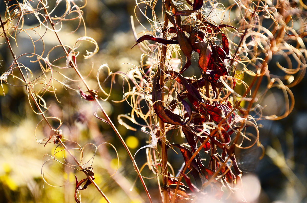 Seasons: Autumn colors - Сергей Nikon