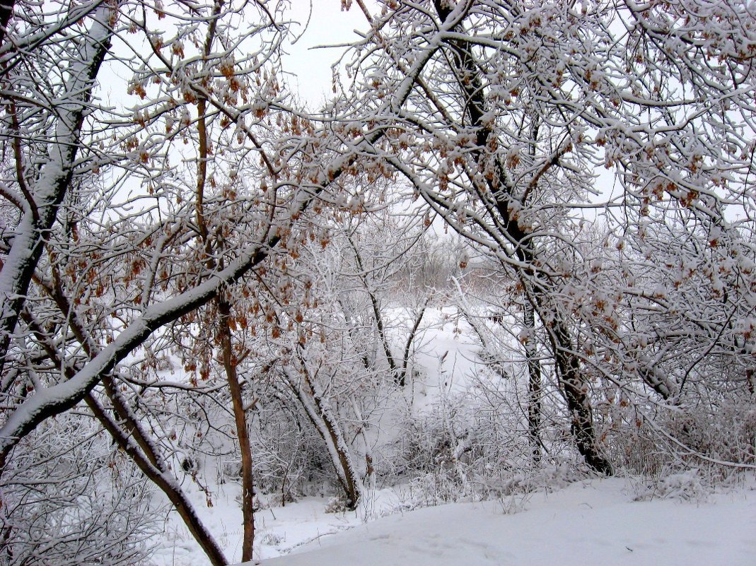 Белая зима - Natali 