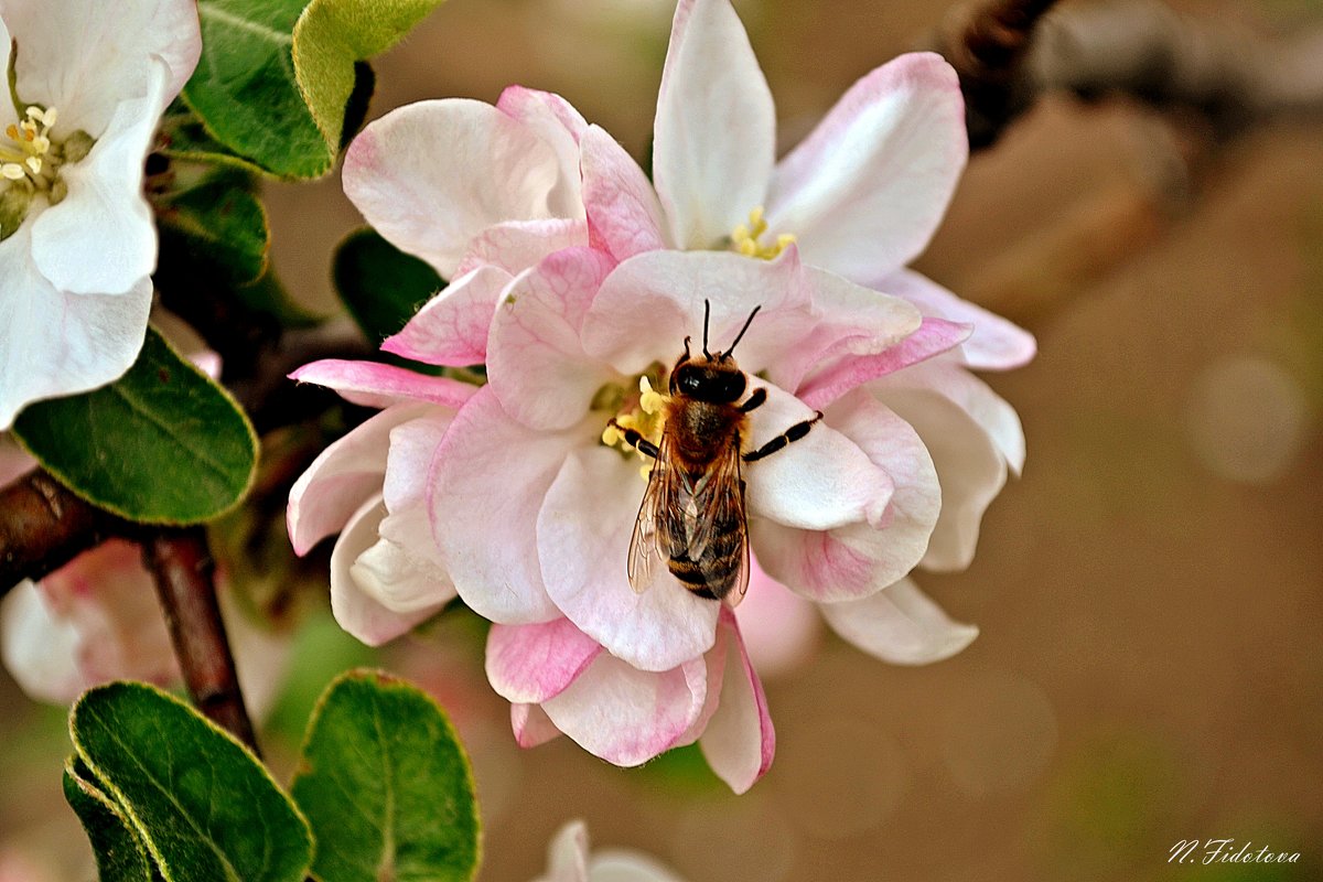Счастье пчелы - Надежда 