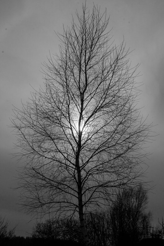 Солнце сквозь дерево - Dmitriy Stoyanov