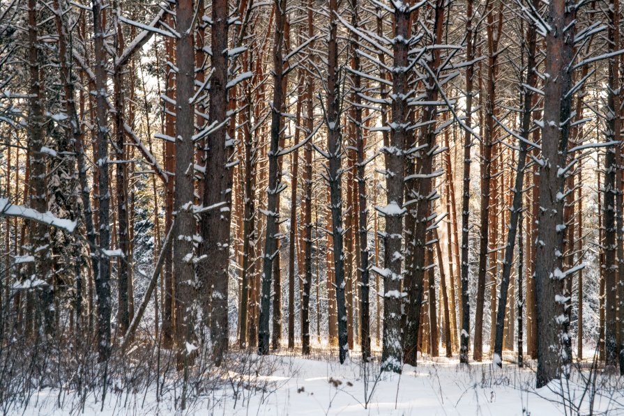 за лесом свет - Илья Петров